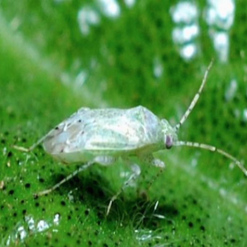 Cotton fleahopper adult