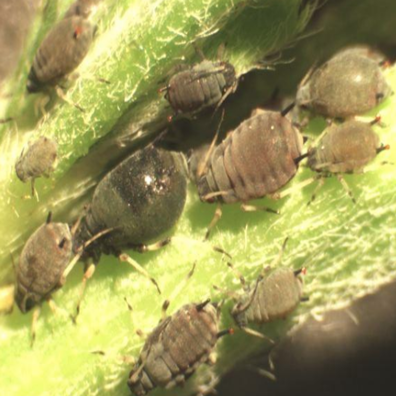 Cowpea aphids