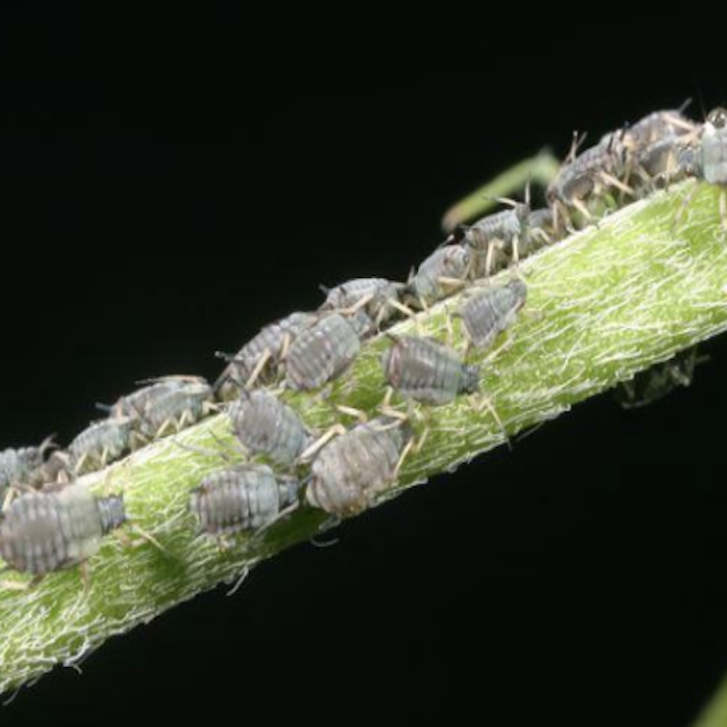 Cowpea aphids