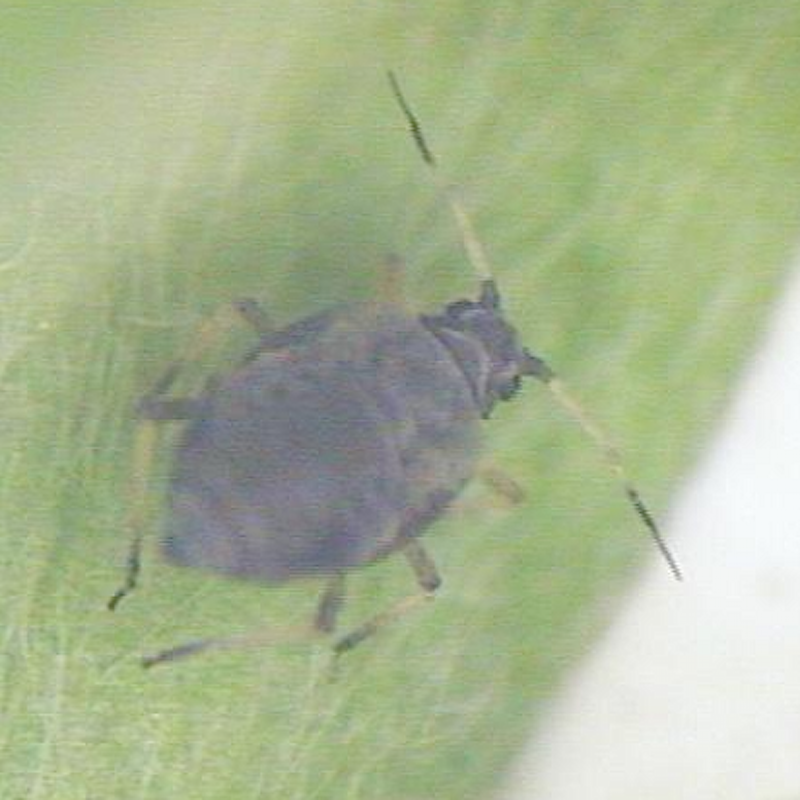 Cowpea aphid