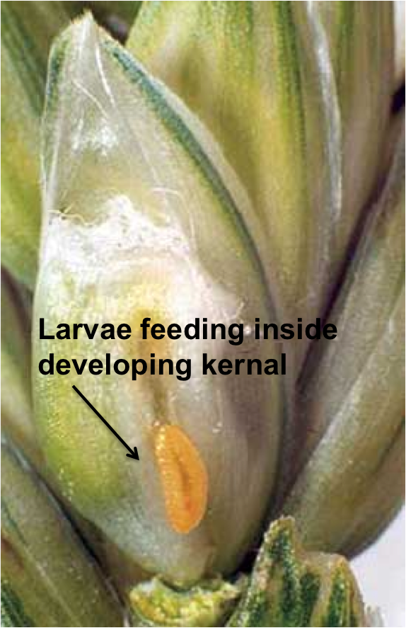 Orange Wheat Midge Larvae