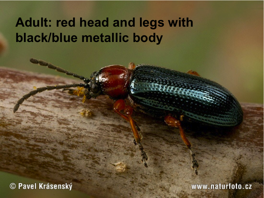 Adult Cereal Leaf Beetle