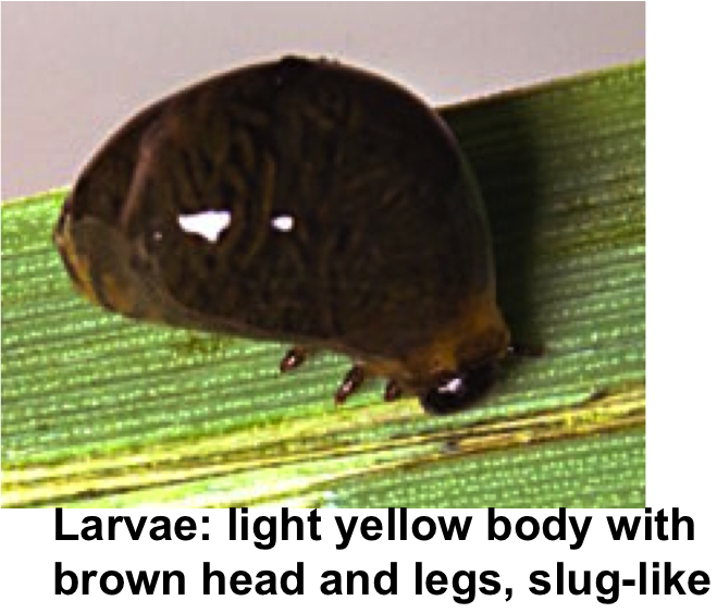 Larvae Cereal Leaf Beetle