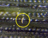 Wheat curl mite