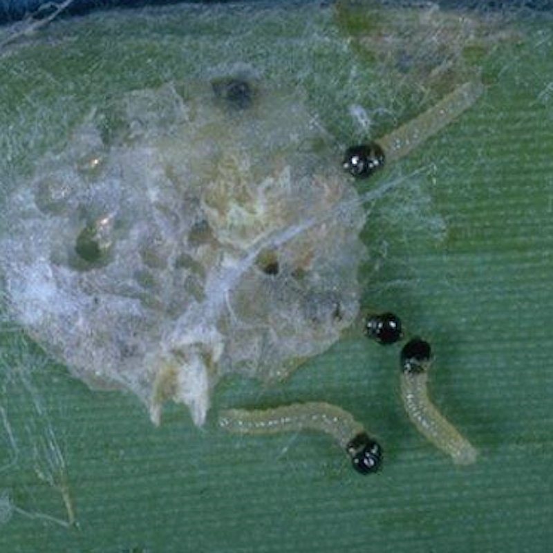 European corn borer caterpillars