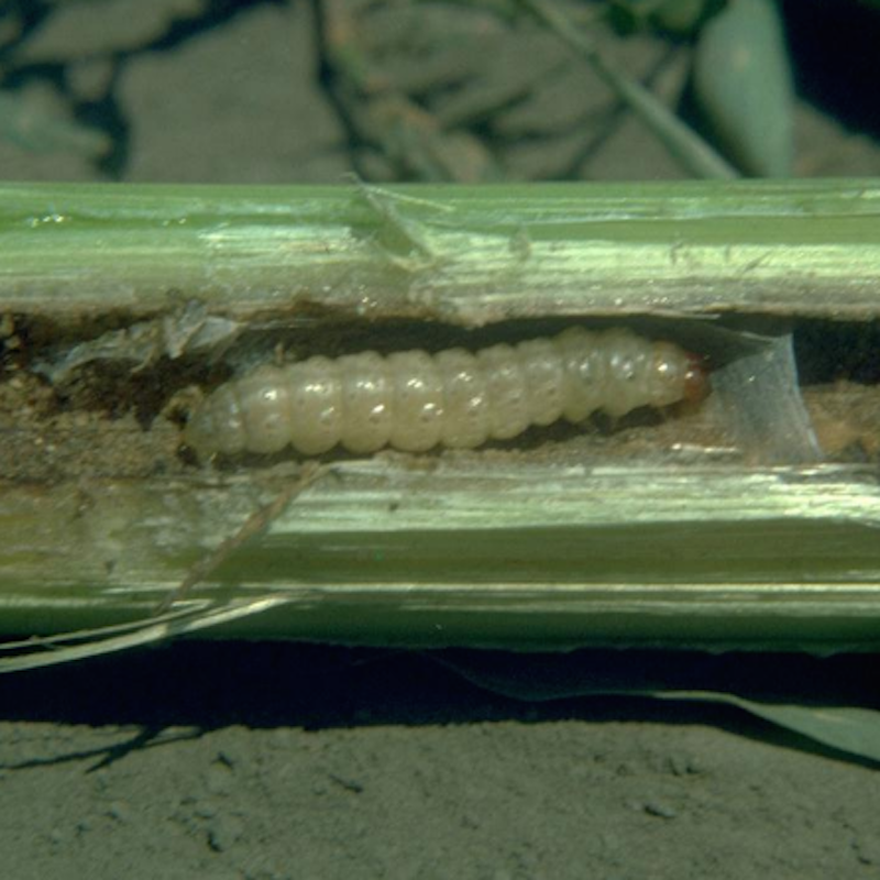 European corn borer in stalk