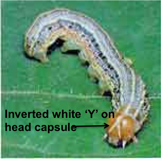 Fall Armyworm Larvae