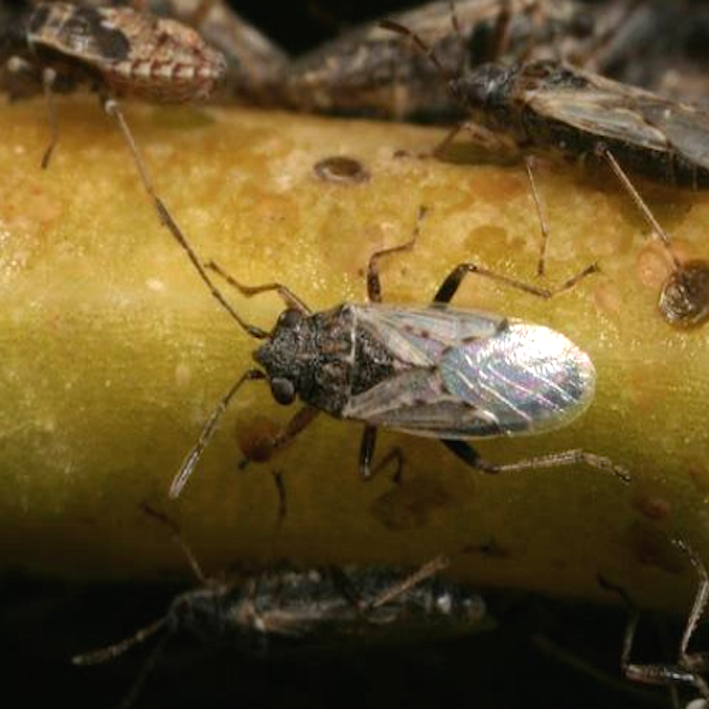 False chinch bug