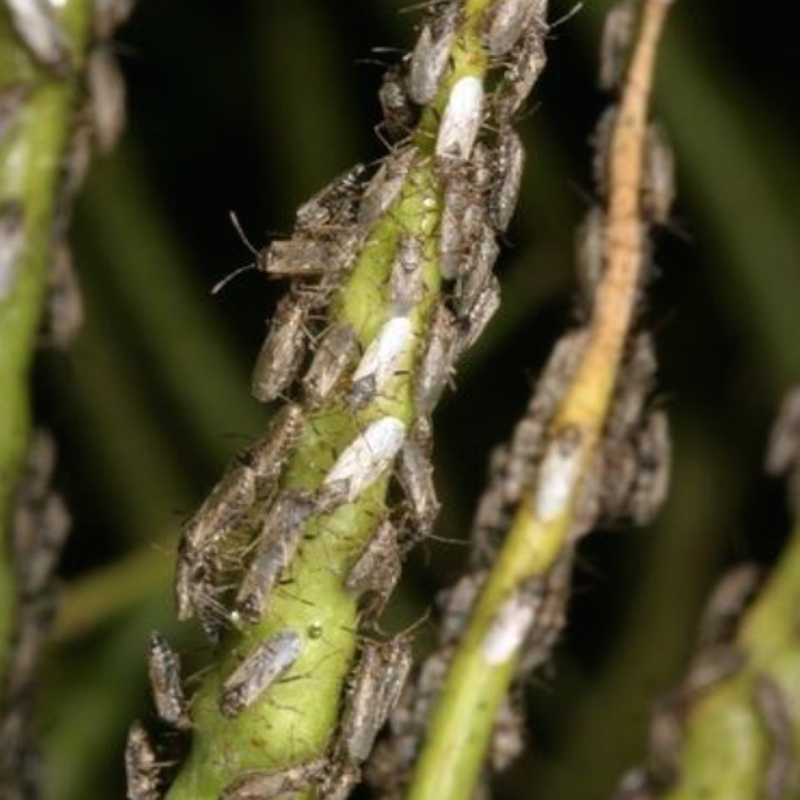 False chinch bug