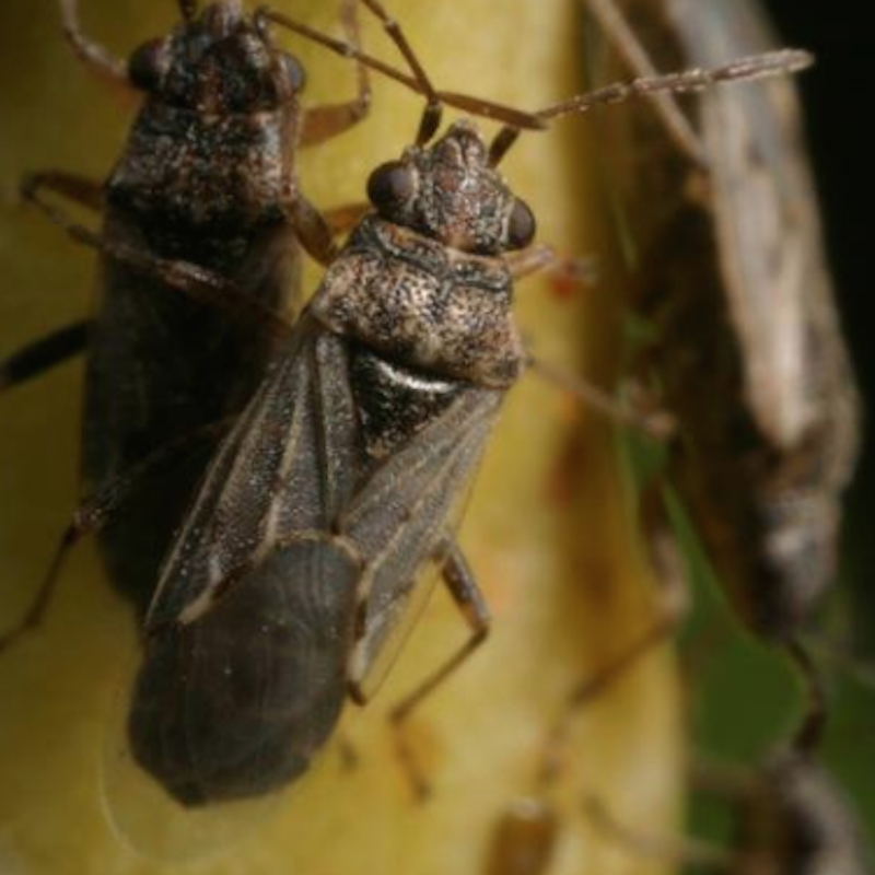 False chinch bug