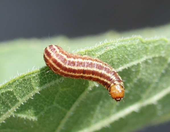 Larva of sunflower moth