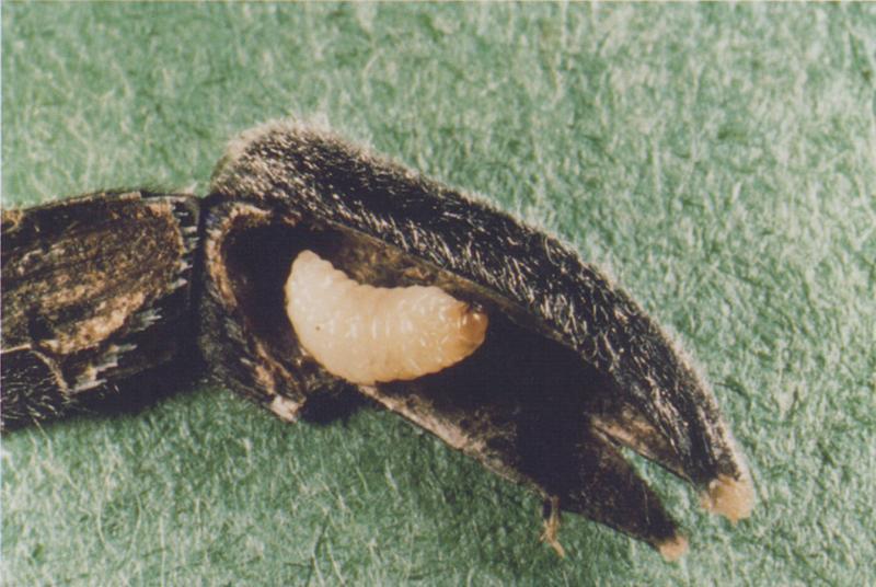 Larva of gray seed weevil in sunflower seed Larva of gray seed weevil in sunflower seed