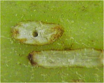 Feeding scar and oviposition puncture Feeding scar and oviposition puncture