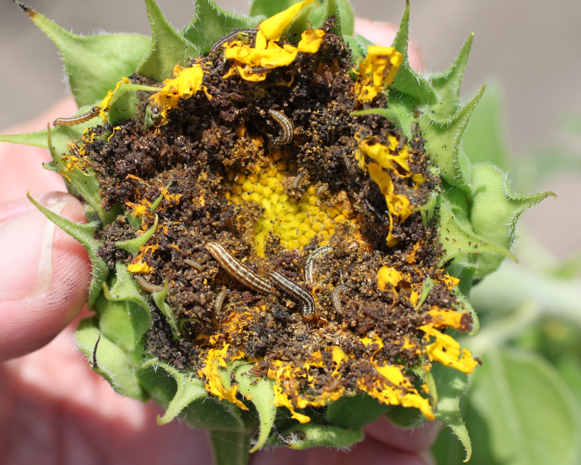 Infested flower head showing larvae, frass and webbing.