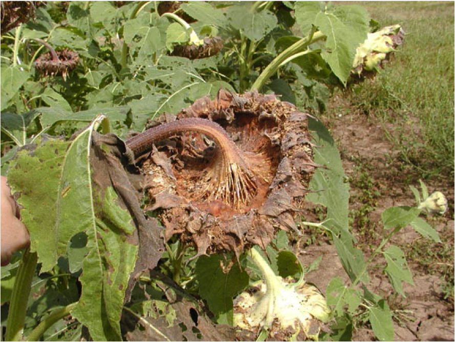 Advanced Rhizopus infection
