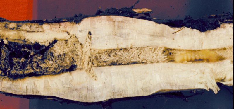 Larva in base of stalk below girdle Larva in base of stalk below girdle