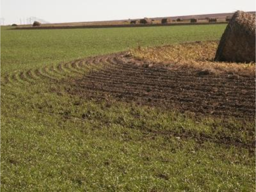 Flea Beetle Damage to Wheat