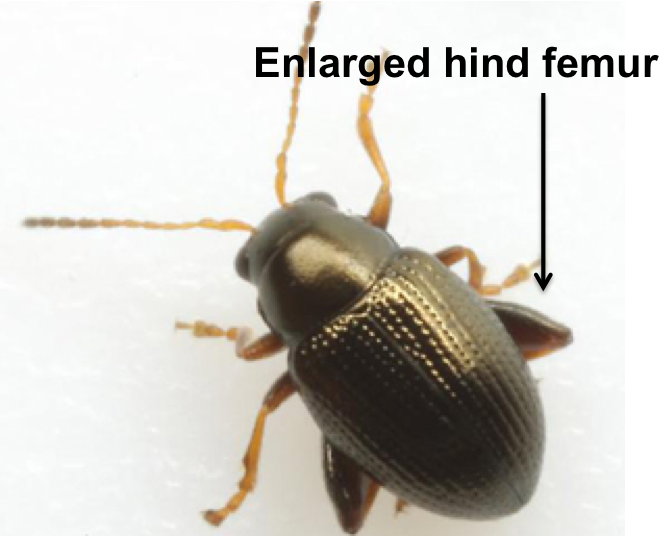 Flea Beetle