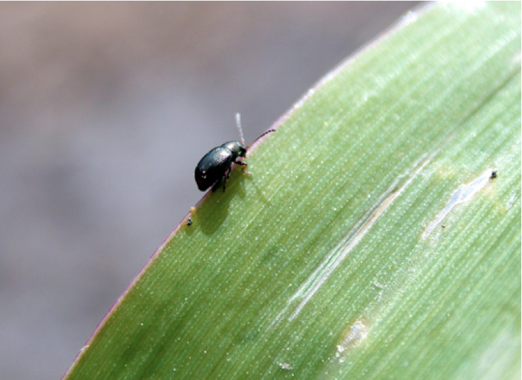Corn Flea Beetle on Corn Corn Flea Beetle on Corn
