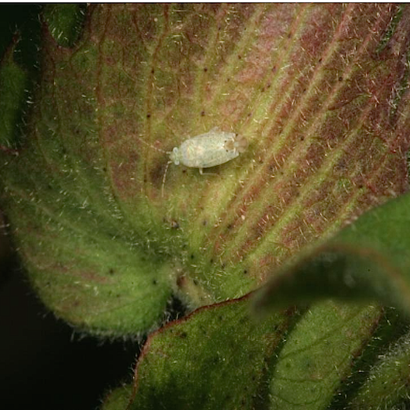 Cotton fleahopper adult