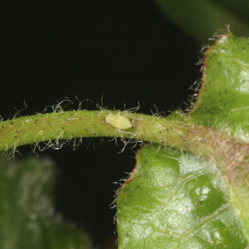 Cotton fleahopper nymph