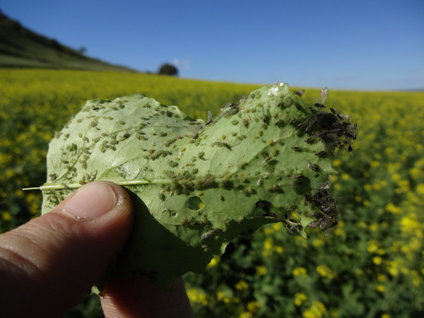 Green Peach Aphid on canola Green Peach Aphid on canola