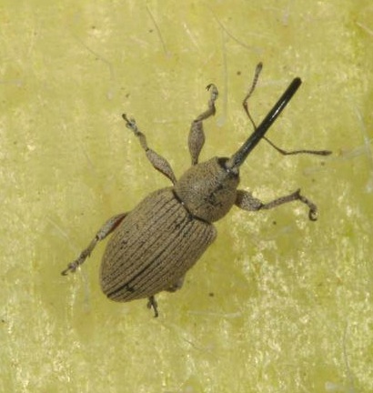 Adult gray seed weevil Adult gray seed weevil
