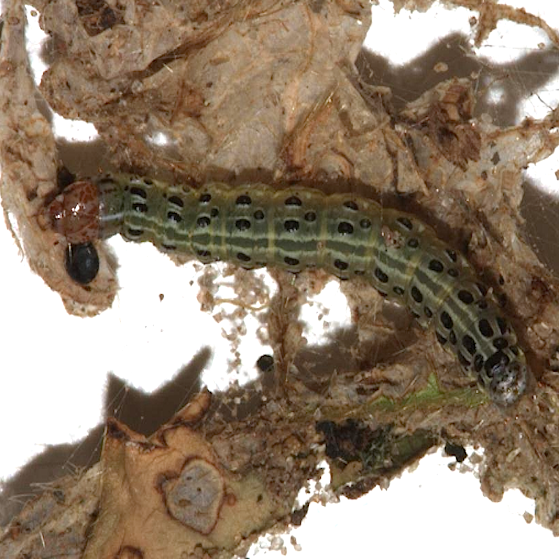 Garden webworm