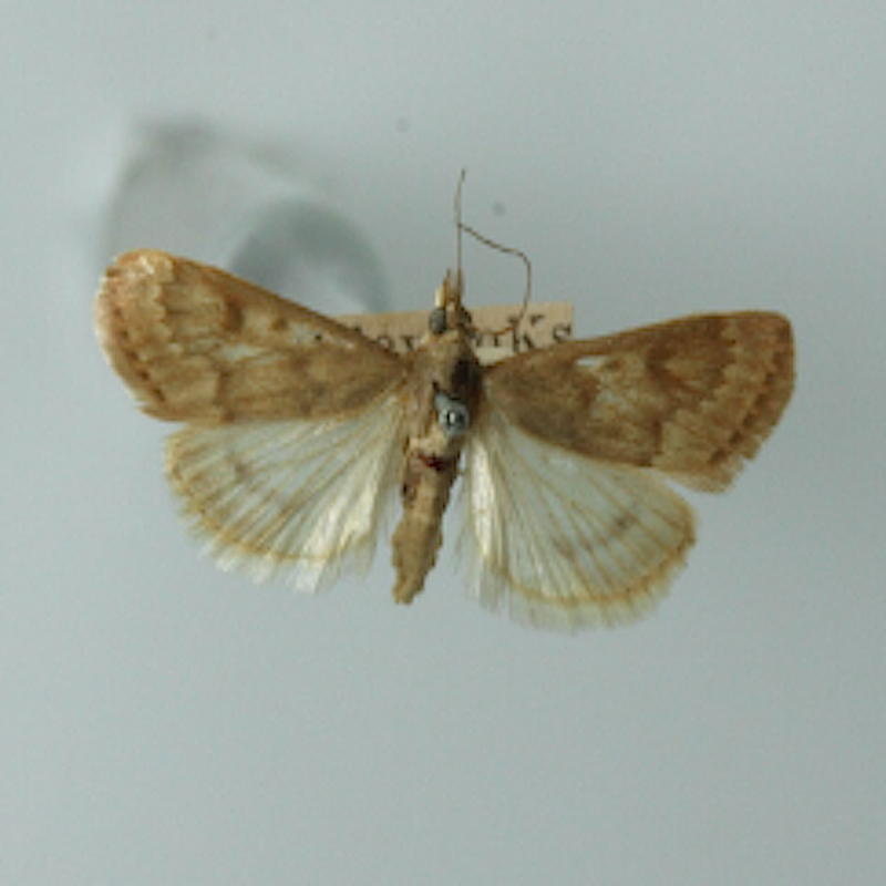 Garden webworm