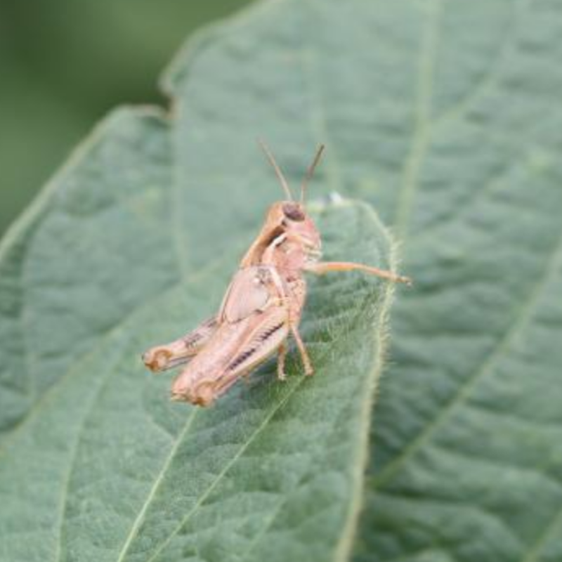 Grasshopper