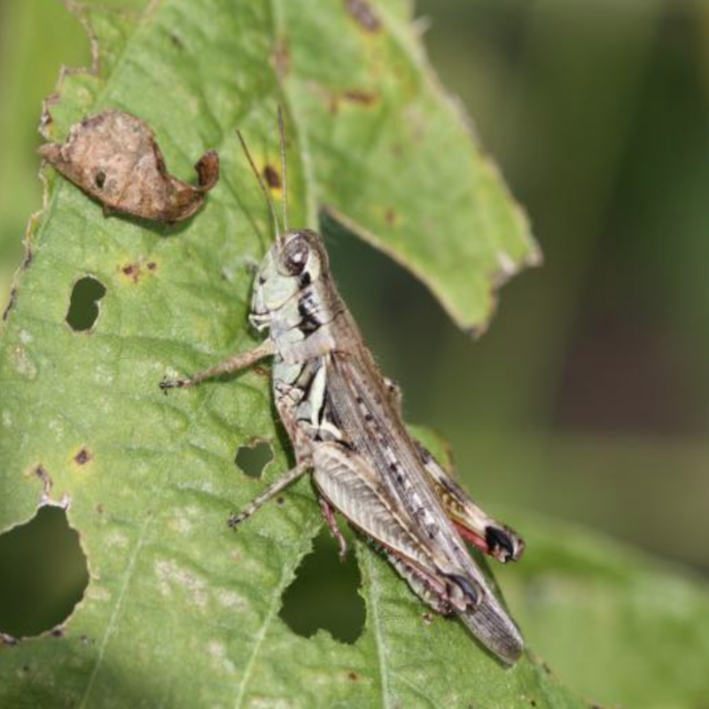Grasshopper