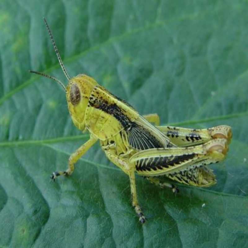 Grasshopper