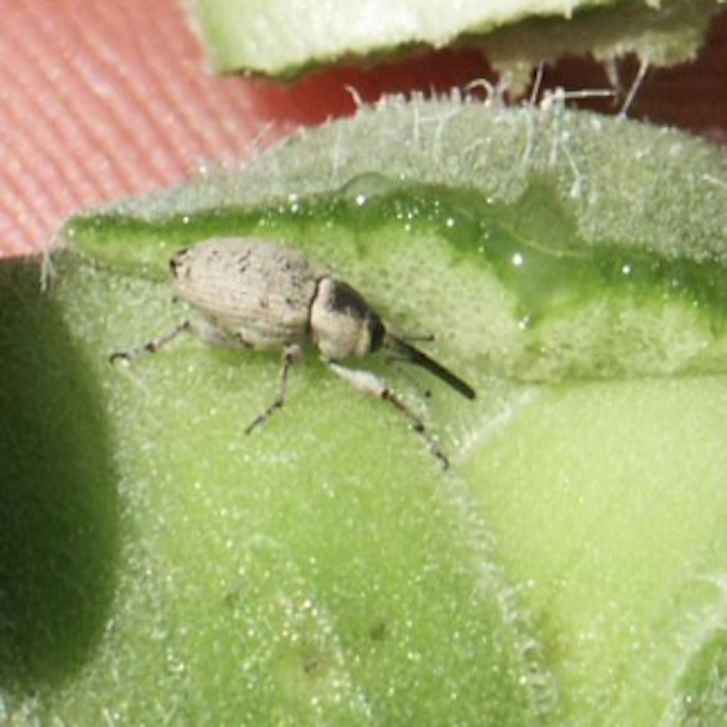 Gray sunflower weevil