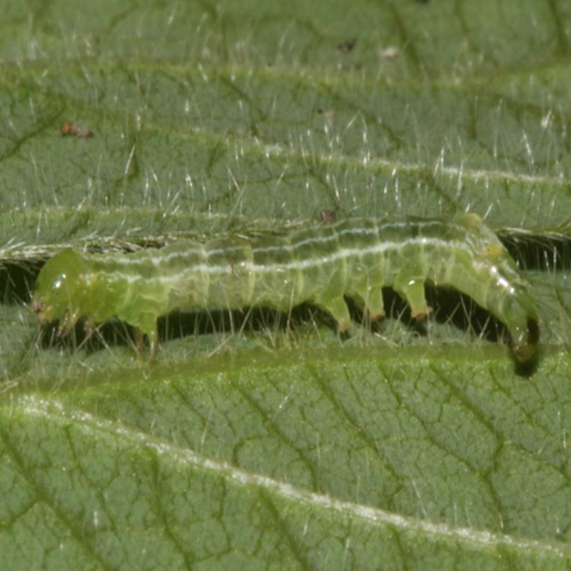 Green cloverworm