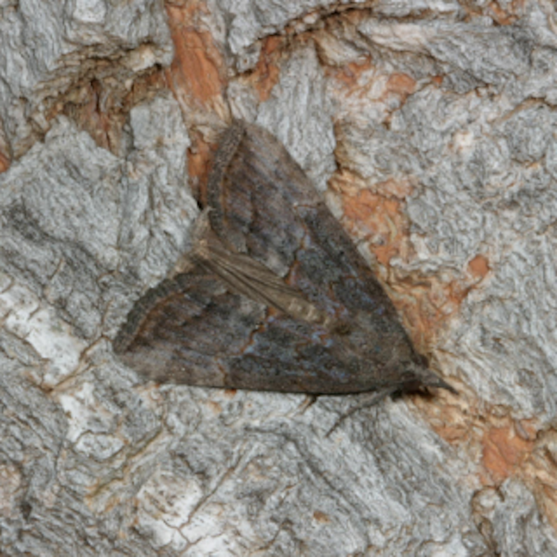 Green cloverworm moth