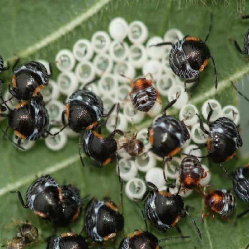 Green stink bug hatchlings
