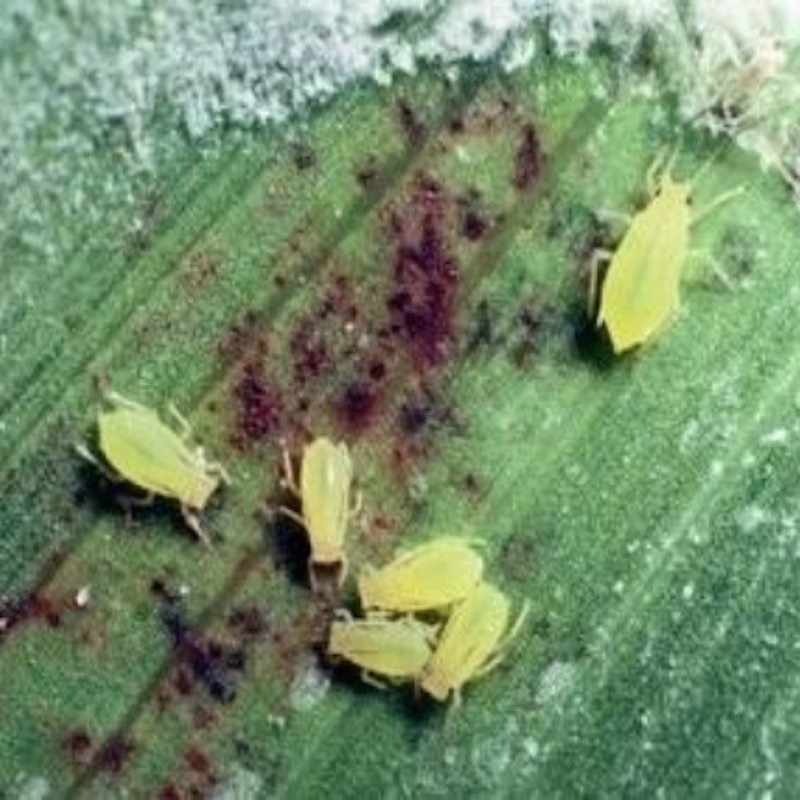 Greenbug on sorghum