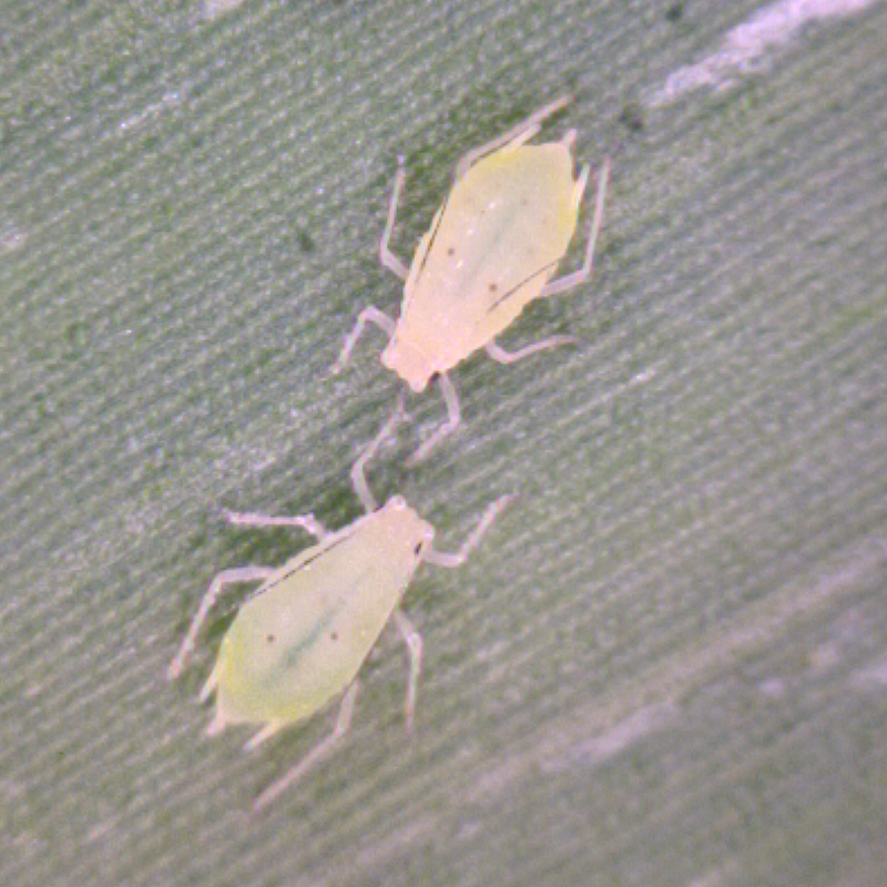 Greenbugs