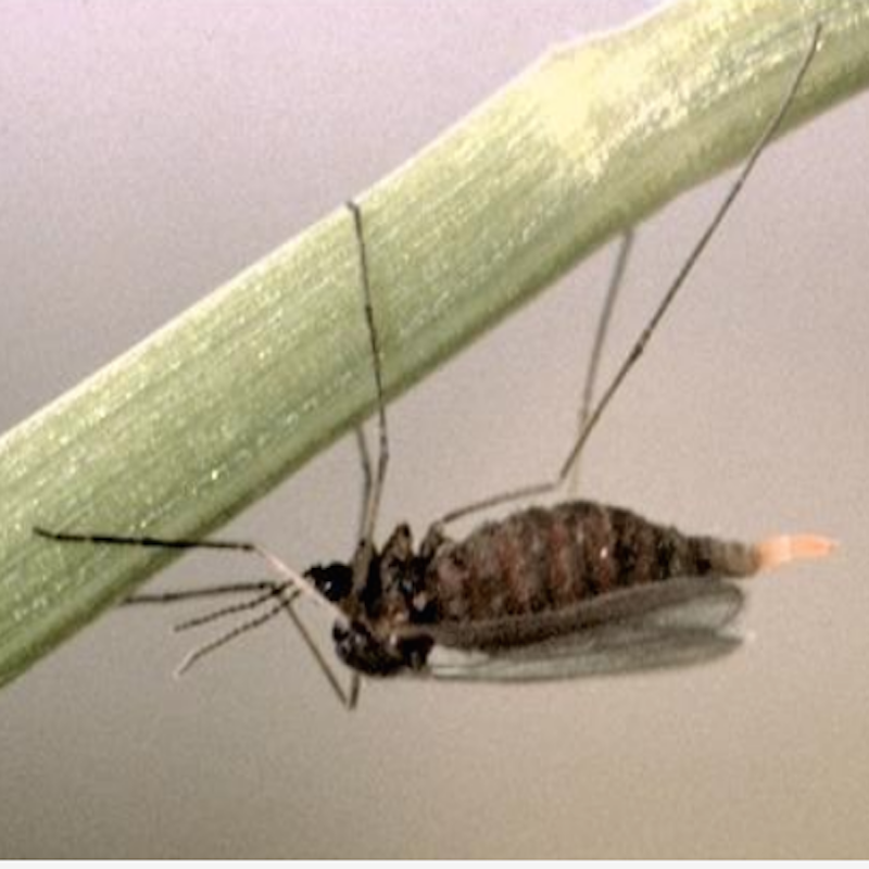 Hessian fly adult