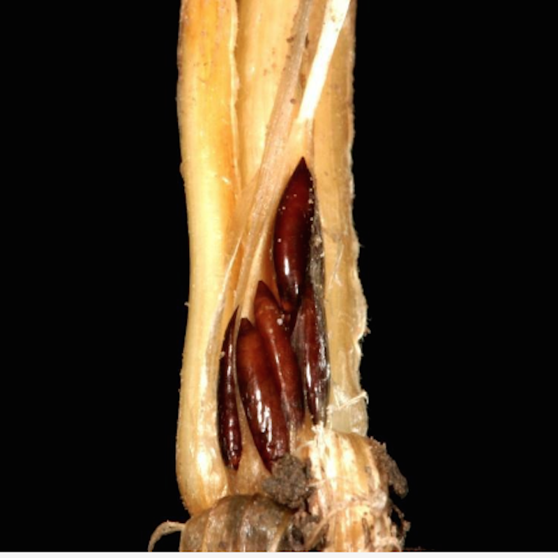 Hessian fly pupa, resembling flax seeds, at the crown of the plant