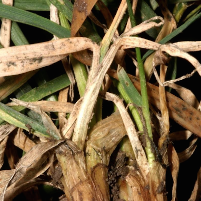 Hessian fly damage