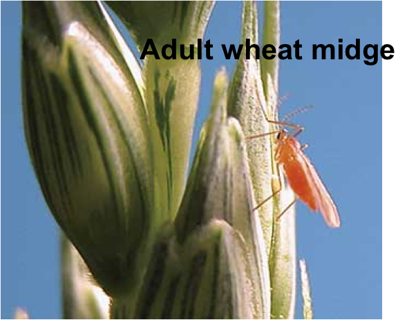 Orange Wheat Blossom Midge Orange Wheat Blossom Midge