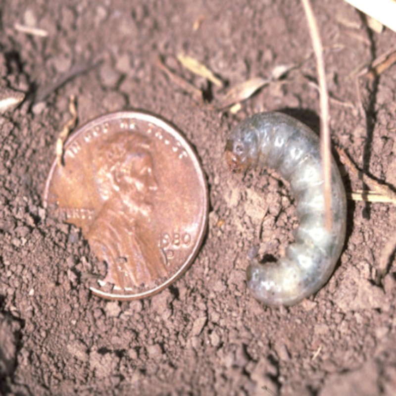 Pale western cutworm