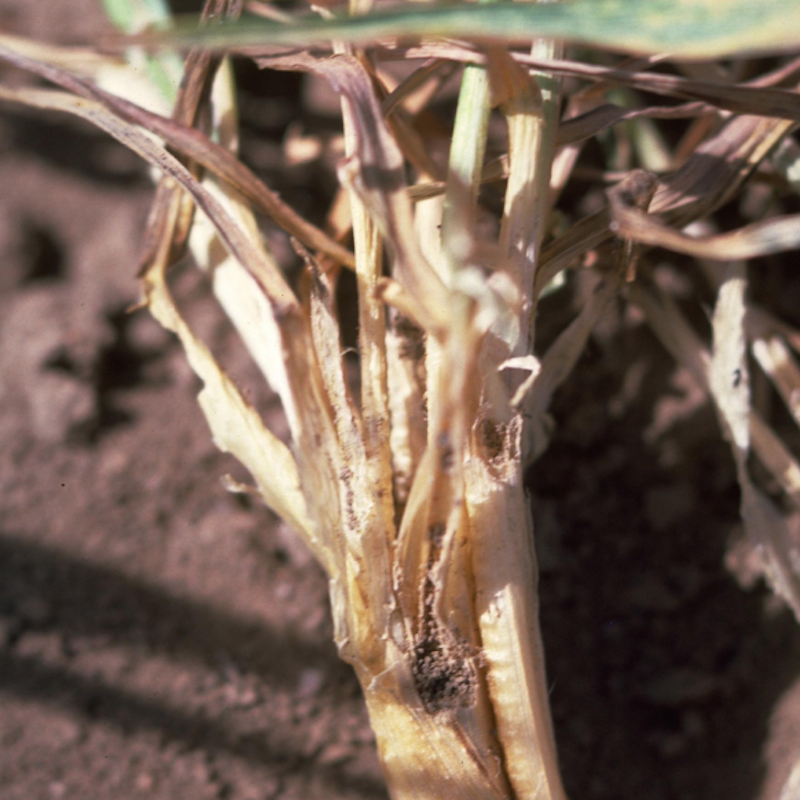 Pale western cutworm damage