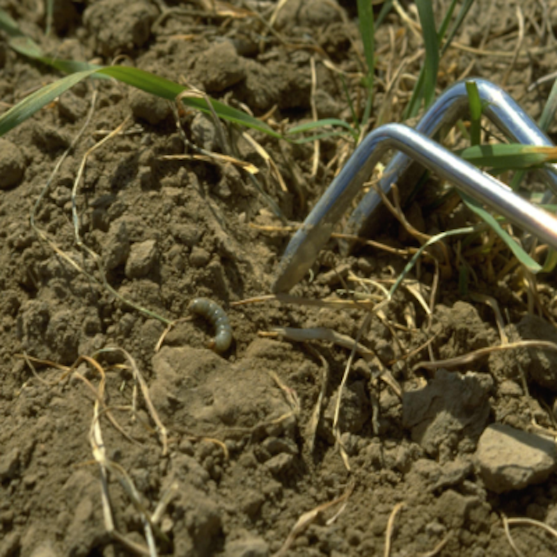 Pale western cutworm pulled from soil