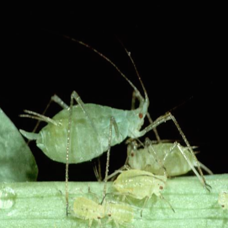 Pea Aphids