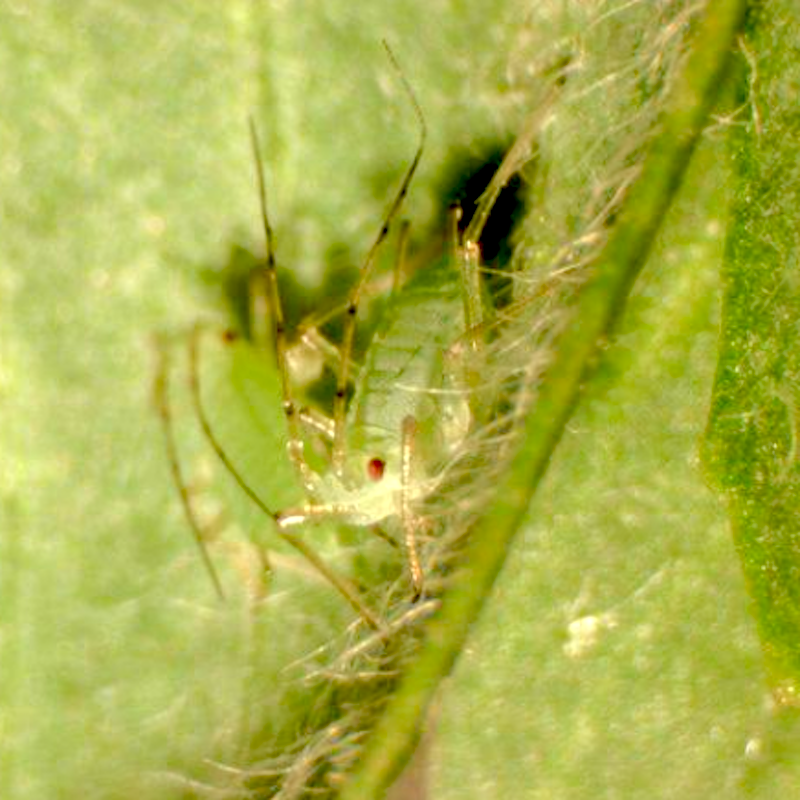 Pea aphids