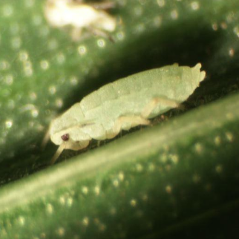 Russian wheat aphid