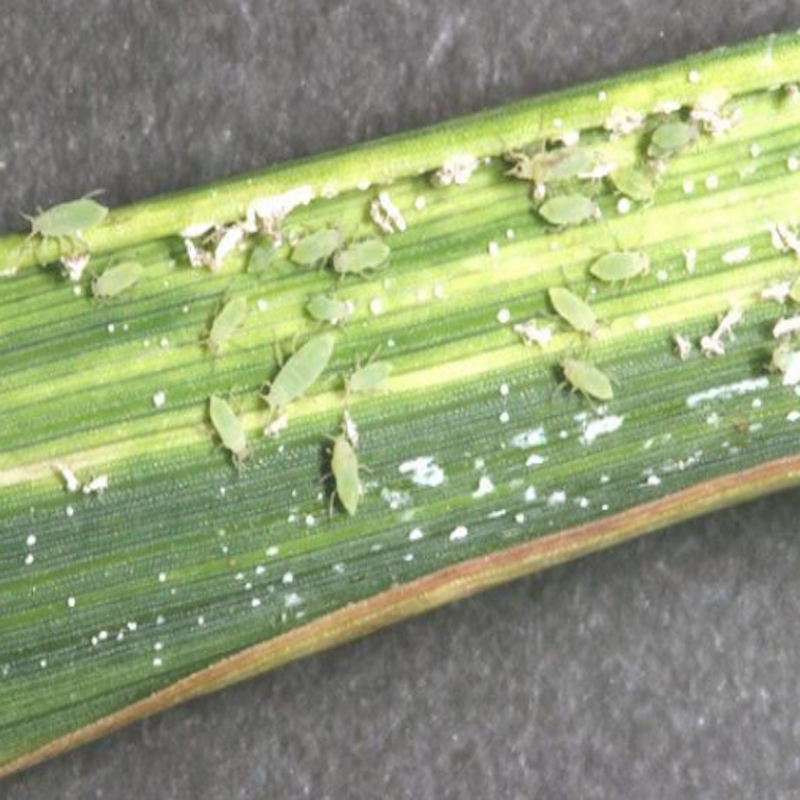 Russian wheat aphids