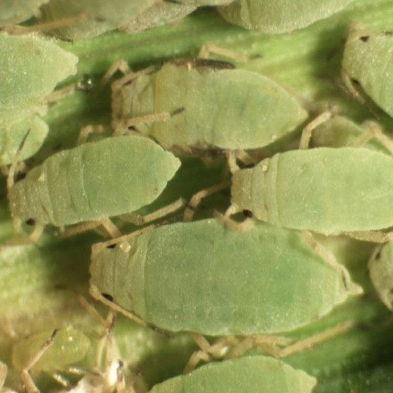 Russian wheat aphids